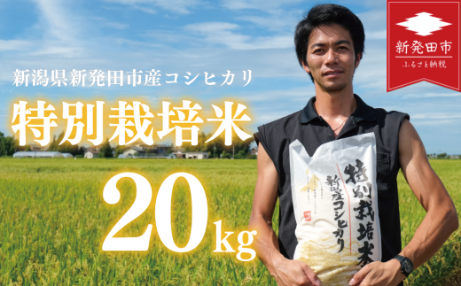【 令和7年産】 コシヒカリ 20kg 5kg×4袋 特別栽培米 こしひかり ご飯 備蓄 コメ お米 米 こめ しんまい 新潟産 新潟米 新潟県 新潟 新発田 新発田市 国産 斗伸 toushin027