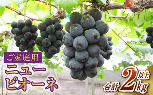 ご家庭用 ニュー ピオーネ 合計2kg以上【2025年7月下旬～9月下旬 発送予定】【産地直送 岡山県産 国産 ニューピオーネ ブドウ 葡萄 ぶどう 果物 たけまさぶどう園 人気フルーツ 岡山フルーツ おすすめフルーツ 岡山県 倉敷市 おすすめ 人気 1510941 - 岡山県倉敷市
