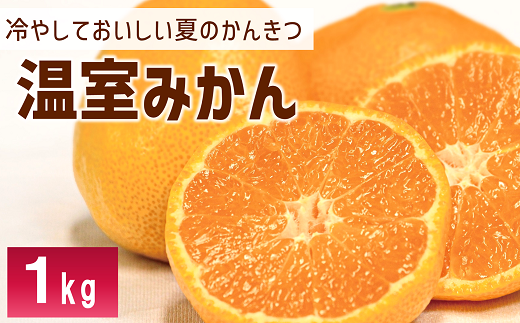 ハウスみかん 1kg みかん【8月上旬から順次発送予定】 人気 数量限定 柑橘 伊予市 ｜ B426