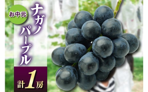 お中元ナガノパープル1房 県内共通返礼品:かすみがうら市産 (BR167) 1996346 - 茨城県城里町