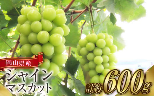 シャインマスカット 1房（1房 600g前後）【2025年9月上旬～10月下旬 発送予定】【産地直送 岡山県産 国産 シャインマスカット ブドウ 葡萄 ぶどう 果物 ギフト たけまさぶどう園 人気フルーツ 岡山フルーツ おすすめフルーツ 岡山県 倉敷市 おすすめ 人気】 1510942 - 岡山県倉敷市