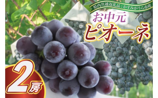 お中元 ピオーネ 2房(県内共通返礼品:かすみがうら市産) (BR090) 885287 - 茨城県城里町