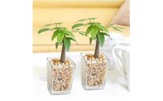【観葉植物】土を使わないで清潔なミニ観葉植物 ゼオライト植え・ガラス鉢 スクエア形 2鉢セット（パキラ）｜観葉植物 インテリア 部屋 おしゃれ 福岡県筑前町 送料無料 2081634 - 福岡県筑前町