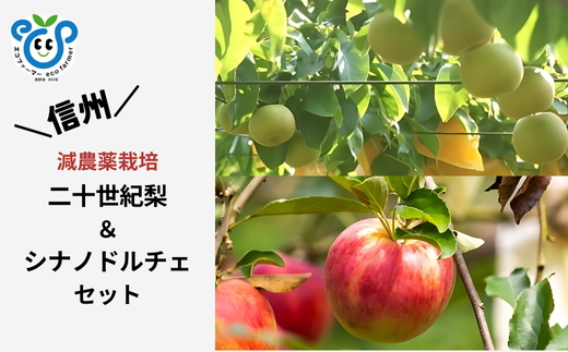 【信州松川町産】二十世紀梨＆シナノドルチェ 梨とりんご2種セット 約1.3kg～約5kg ／9月後半発送開始予定  // 長野県 南信州  減農薬栽培 りんご シナノドルチェ 洋梨 二十世紀梨 20世紀 ２０世紀 HF34 HF35 HF36