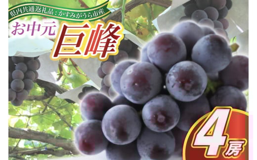 お中元 巨峰4房(県内共通返礼品:かすみがうら市産) (BR091) 885288 - 茨城県城里町