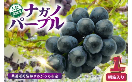 ナガノパープル桐箱入り1房 県内共通返礼品:かすみがうら市産 (BR163) 1996342 - 茨城県城里町