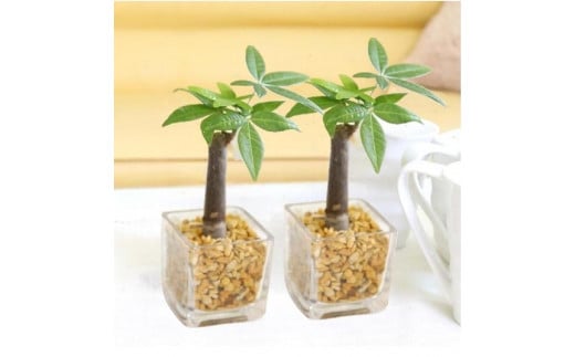 【観葉植物】土を使わないで清潔なミニ観葉植物 ゼオライト植え・ガラス鉢 キューブ形 2鉢セット（パキラ）｜観葉植物 インテリア 部屋 おしゃれ 福岡県筑前町 送料無料 2081637 - 福岡県筑前町