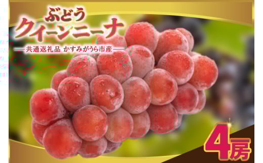 クインニーナ4房 県内共通返礼品:かすみがうら市産 (BR160) 1996339 - 茨城県城里町