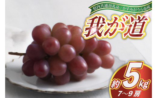 ＜2025年9月より順次発送予定＞我が道　約5キロ　7～9房(県内共通返礼品:かすみがうら市産) (BR100) 885297 - 茨城県城里町