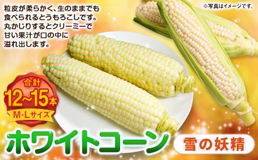 ホワイトコーン （雪の妖精） M・Lサイズ 12～15本入り | 野菜 とうもろこし コーン ホワイト 白 雪の妖精 先行予約 北海道 浦臼町 【2025年8月上旬～2025年8月下旬迄発送予定】 2031132 - 北海道浦臼町