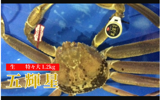 172-2.五輝星(いつきぼし)生松葉ガニ(特々大1.2kg)数量限定品【魚倉】 1102660 - 鳥取県若桜町