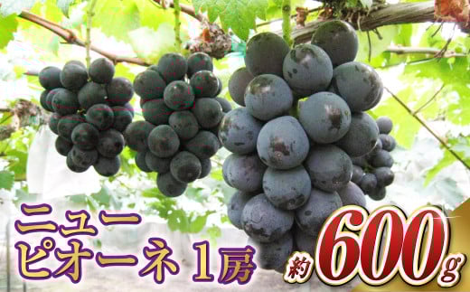 ニュー ピオーネ 1房（1房 600g前後）【2025年7月下旬～9月上旬 発送予定】【産地直送 岡山県産 国産 ニューピオーネ ブドウ 葡萄 ぶどう 果物 ギフト たけまさぶどう園 人気フルーツ 岡山フルーツ おすすめフルーツ 岡山県 倉敷市 おすすめ 人気】 1510939 - 岡山県倉敷市