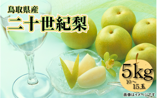 【先行予約】中野農園 梨 ”二十世紀梨” 5kg箱｜鳥取 岩美 梨 なし ナシ【41026】