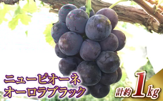 ニュー ピオーネ 1房・オーロラブラック 1房（1房 500g前後）【2025年8月下旬～9月下旬 発送予定】【産地直送 岡山県産 国産 ニューピオーネ ブドウ 葡萄 ぶどう 果物 ギフト たけまさぶどう園 人気フルーツ 岡山フルーツ おすすめフルーツ 岡山県 倉敷市 おすすめ 人気】 1510944 - 岡山県倉敷市