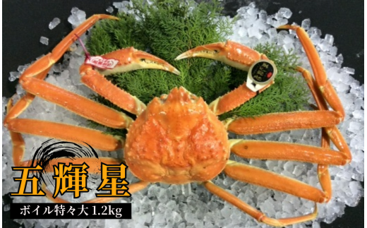 166-2.五輝星(いつきぼし)ボイル松葉ガニ(特々大1.2kg)数量限定品【魚倉】 1102450 - 鳥取県若桜町