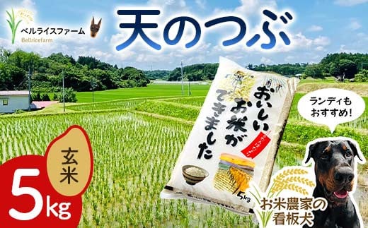 〈先行予約〉令和7年産 農家直送 ベルライスファームの天のつぶ 玄米5kg F6U-178 2102455 - 福島県矢吹町