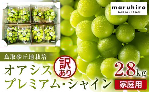 914.【先行予約】シャインマスカット 訳あり 家庭用 鳥取砂丘地産 2.8kg（350g×8パック） ※離島への配送不可 ※2025年8月下旬頃～10月下旬頃に順次発送 1362616 - 鳥取県北栄町
