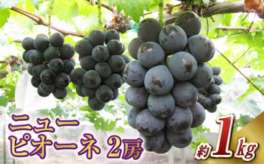 ニュー ピオーネ 2房（1房 500g前後）【2025年7月下旬-9月下旬 発送予定】【産地直送 岡山県産 国産 ニューピオーネ ブドウ 葡萄 ぶどう 果物 ギフト たけまさぶどう園 人気フルーツ 岡山フルーツ おすすめフルーツ 岡山県 倉敷市 おすすめ 人気】 1510938 - 岡山県倉敷市