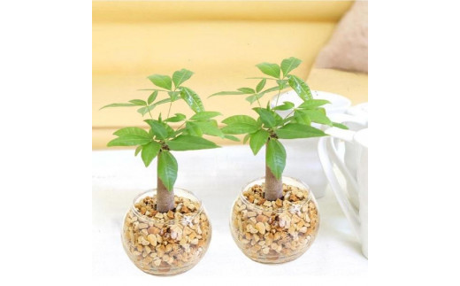 【観葉植物】土を使わないで清潔なミニ観葉植物 ゼオライト植え・ガラス鉢 丸形 2鉢セット（パキラ）｜観葉植物 インテリア 部屋 おしゃれ 福岡県筑前町 送料無料 2081632 - 福岡県筑前町