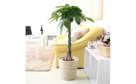 【観葉植物】パキラ 7号 ホワイトバスケット鉢カバー 高さ：約80cm～1m内外(鉢底より) ｜観葉植物 インテリア 部屋 おしゃれ 福岡県筑前町 送料無料 2081639 - 福岡県筑前町