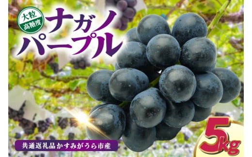 ナガノパープル5kg 県内共通返礼品:かすみがうら市産 (BR157) 1996336 - 茨城県城里町