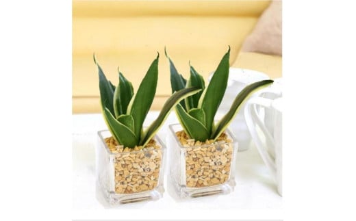 【観葉植物】土を使わないで清潔なミニ観葉植物 ゼオライト植え・ガラス鉢 キューブ形 2鉢セット（サンスベリア）｜観葉植物 インテリア 部屋 おしゃれ 福岡県筑前町 送料無料 2081638 - 福岡県筑前町