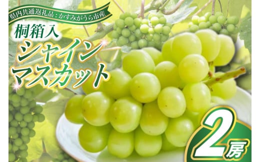 シャインマスカット　桐箱入り2房(県内共通返礼品:かすみがうら市産) (BR089) 885286 - 茨城県城里町