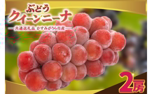 クインニーナ2房 県内共通返礼品:かすみがうら市産 (BR159) 1996338 - 茨城県城里町
