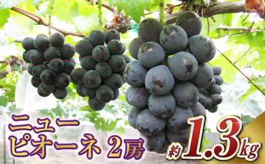 ニュー ピオーネ 2房（1房 650g前後）【2025年7月下旬～9月上旬 発送予定】【産地直送 岡山県産 国産 ニューピオーネ ブドウ 葡萄 ぶどう 果物 ギフト たけまさぶどう園 人気フルーツ 岡山フルーツ おすすめフルーツ 岡山県 倉敷市 おすすめ 人気】 1510940 - 岡山県倉敷市