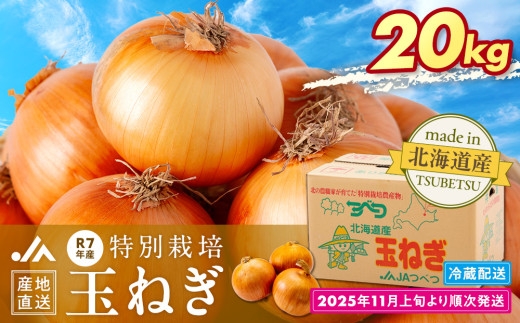 しっかりと実のしまった玉ねぎ。太陽の光をし