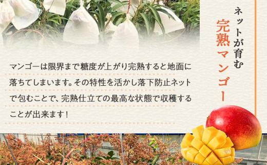 鹿児島県与論町のふるさと納税 【2025年発送】先行予約☆完熟アーウィンマンゴー 2.0kg（4～5個）南の島ヨロンから田畑農園がお届け！〔数量限定〕 | マンゴー 完熟マンゴー 2㎏ 2025年7月上旬以降発送 与論島 美味しい 限定 田畑農園