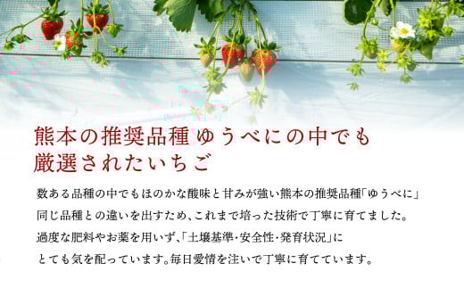 絢音ベリー農園 "絢" いちご 500g(250g× 2パック)ゆうべに 熊本県産 高級 フルーツ ギフト 厳選 希少