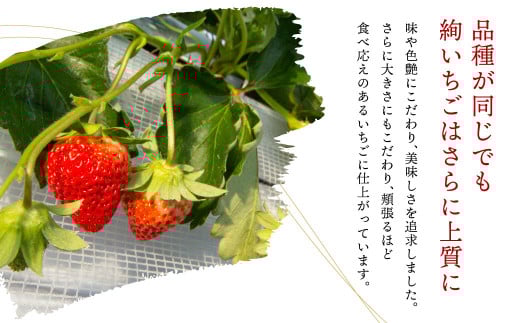絢音ベリー農園 "絢" いちご 500g(250g× 2パック)ゆうべに 熊本県産 高級 フルーツ ギフト 厳選 希少