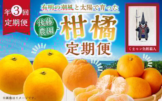 〜有明の潮風と太陽で育った〜[年3回定期便]くまモン木箱入り!後藤農園の柑橘定期便 みかん / 年3回 3種類 計約52玉前後 ミカン 蜜柑 不知火 河内晩柑 晩柑 フルーツ 果実 果物 くまモン 後藤農園 定期便 九州 熊本県 常温