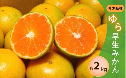 \光センサー選別/ 【先行予約】\数量限定/ 希少品種 ご家庭用 ゆら早生みかん 約2kg サイズ混合【2025年10月上旬頃より順次発送】【nuk143C】 764502 - 和歌山県串本町