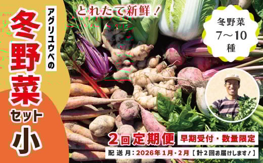 【 2回定期便 早期受付 数量限定 】 とれたて 新鮮 農家直送 アグリユウベの冬野菜セット (小) 国産 野菜セット 野菜便 やさい 野菜 冬野菜 ベジタブル 産地直送 国産 旬 高知県 四万十市 四万十 しまんと 定期便 【配送月：2026年1月・2月】25-398 1533199 - 高知県四万十市