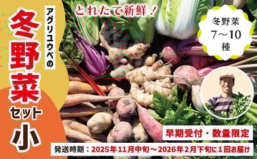 [ 早期受付 数量限定 ] とれたて 新鮮 農家直送 アグリユウベの冬野菜セット (小) 国産 野菜セット 野菜便 やさい 野菜 冬野菜 ベジタブル 産地直送 国産 旬 高知県 四万十市 四万十 しまんと [2025年11月中旬〜2026年2月下旬に1回発送]25-397