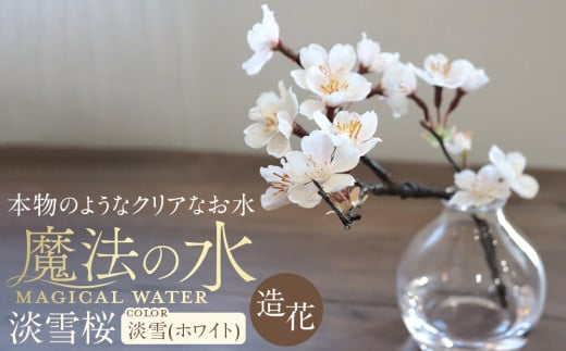 新春　淡雪桜　さくら　魔法の水　マジカルウォーター『淡雪』 2023837 - 愛知県名古屋市