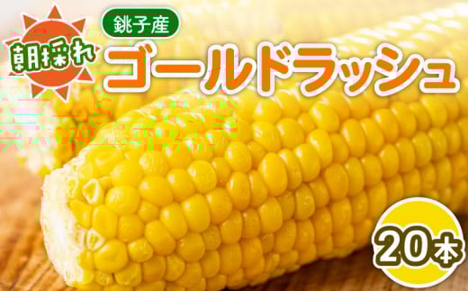 【先行予約 7月中旬~8月上旬発送予定】とうもろこし 20本 コーン 朝採り 旬 国産 産地直送 シーズン限定 冷蔵 野菜 甘い 甘み ジューシー 栄養 ビタミン ミネラル 美容 夏 トッピング  サラダ ご飯 新鮮 お歳暮 お中元 祝い お取り寄せ 贈答 ギフト プレゼント 母の日 父の日 贈答 ギフト プレゼント 銚子産 送料無料 ふるさと納税 千葉県 銚子市 勘兵衛