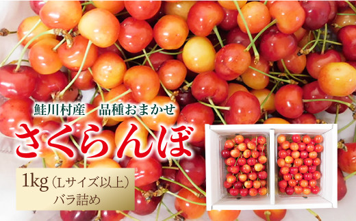 【令和7年産 早期受付】 鮭川村産さくらんぼ ＜品種おまかせ＞ Lサイズ以上バラ詰め 1kg 1567707 - 山形県鮭川村