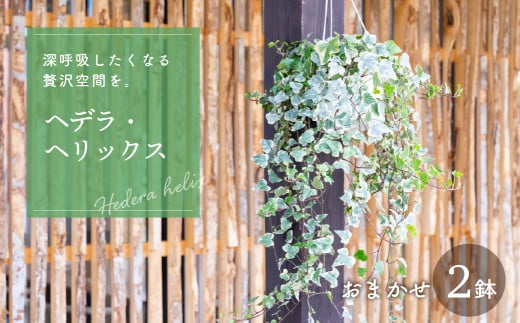 【ふるさと納税】ヘデラ・ヘリックス 6号吊鉢 おまかせ 2鉢 入り ヘデラ ヘデラ・へリックス アイビー セイヨウキヅタ イングリッシュ・アイビー 観葉植物 グリーン エコ 愛知県 田原市 渥美半島 ガーデニング 鉢植え おしゃれ インテリアグリーン 室内 グリーン