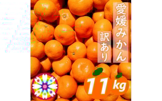 「 愛媛 みかん 」 訳あり 約11kg《 愛咲果樹園 》＜C71-7＞【1331485】 418012 - 愛媛県八幡浜市