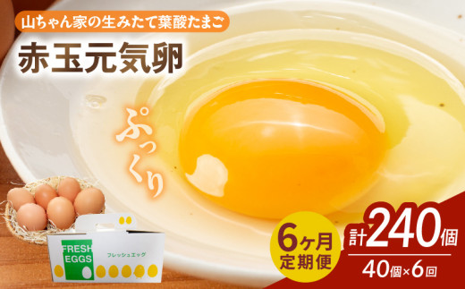 【6ヶ月定期便】【山ちゃん家の生みたて葉酸たまご】赤玉元気卵（40個入り）