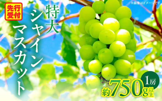 特大シャインマスカット 1房約750ｇ|マスカット ぶどう ブドウ 葡萄 果物 フルーツ 人気 香川 香川県 三木町 特大 大房 大粒 厳選 種なし 皮ごと食べられる ジューシー 糖度が高い 先行受付 先行予約 季節限定 旬 おすすめ|_mk059-011 783467 - 香川県三木町