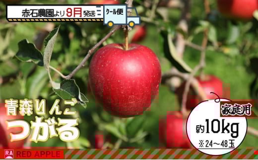 りんご【 9月 クール便発送 】 家庭用 つがる 約 10kg 【 弘前市産 青森りんご 】 REDAPPLE 青森県産 早生りんご 1454065 - 青森県弘前市