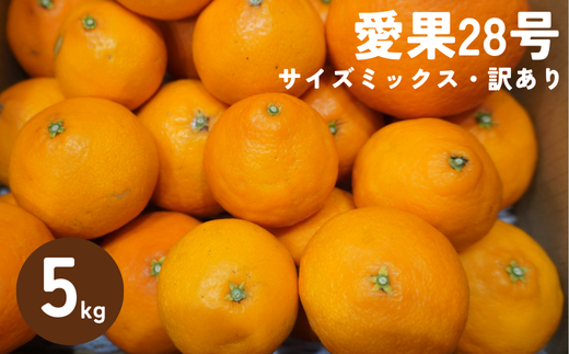 訳あり 愛果28号 5kg サイズミックス 【2025年12月以降発送】みかん 愛媛 数量限定 先行予約 柑橘 伊予市｜B220