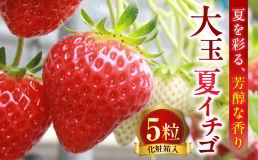 大玉 夏イチゴ 「香る苺/Scentberry/セントベリー™」 化粧箱入り_mk149-002