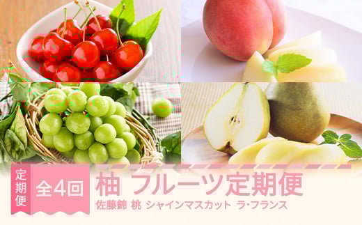 【先行予約】柚 フルーツ 定期便 全4回 さくらんぼ 佐藤錦  もも 白桃 ぶどう シャインマスカット ラ・フランス ギフト 果物 2025年産 令和7年産 山形県産 mm-ft4yz 2073375 - 山形県村山市