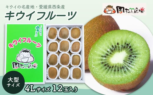【先行予約】 愛媛県西条産 「キウイフルーツ」(JA周桑) 4Lサイズ12玉入り 大玉サイズ キウイ 2026年2月~3月発送 375836 - 愛媛県西条市
