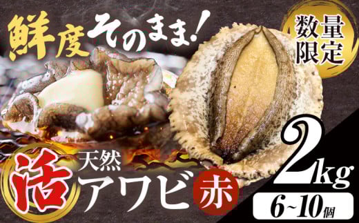 【数量限定】天然『活』アワビ (赤) 2kg ( 6～10個 )《7月中旬-9月上旬頃出荷》 寺田水産 【配送不可地域：離島・北海道・沖縄県・東北・中国・四国・九州】 千葉県 勝浦市 海産物 鮑 あわび 刺身 1602432 - 千葉県勝浦市